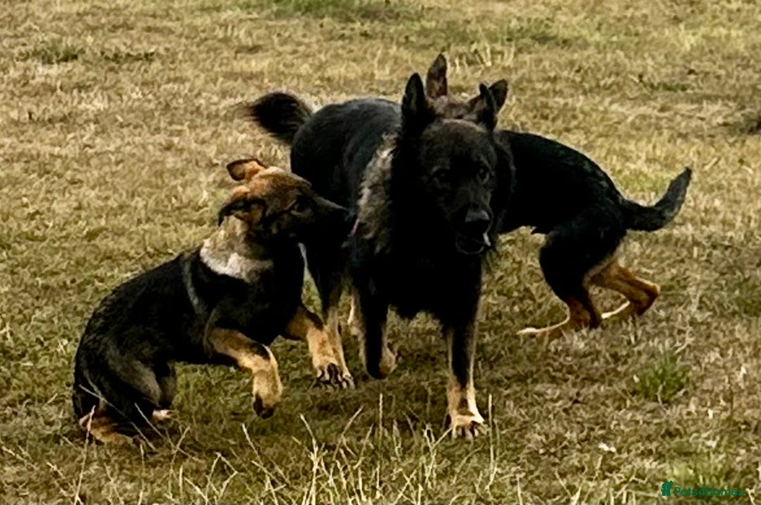 German Shepherd dogs for sale: Awesome Male Kennel Club Reg’d GSD Pup in Sturminster Newton - Image 24