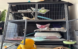 Ferret rodents for sale: 9 Week old male and female ferret (inc everything) - Image 7