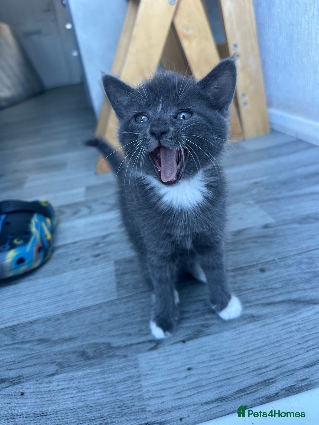 Mixed Breed cats for sale: 2 kittens  - Image 2