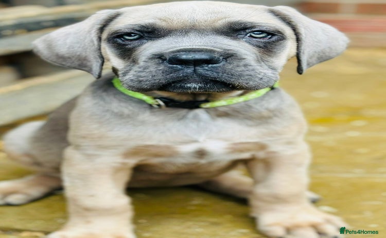 Cane Corso dogs - Advert 1