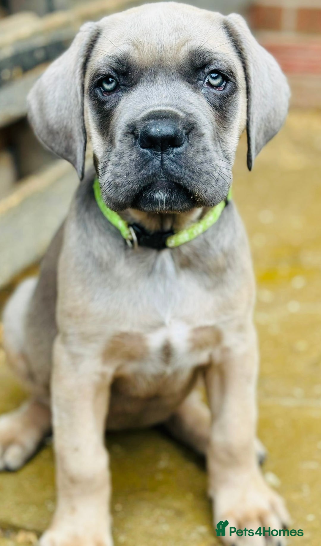 Cane Corso dogs for sale: READY NOW: QUALITY PEDIGREE CANE CORSO PUPPIES - Image 2