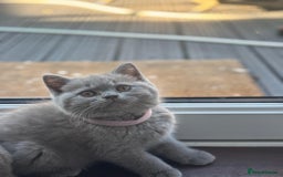 British Shorthair cats for sale: LAST 2 FEMALE kittens British shorthair kittens  in Maidstone - Image 18