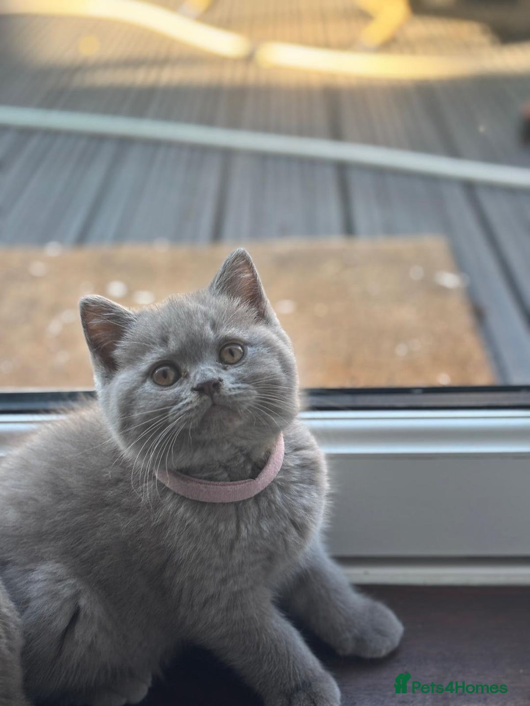 British Shorthair cats for sale: LAST 2 FEMALE kittens British shorthair kittens  in Maidstone - Image 18