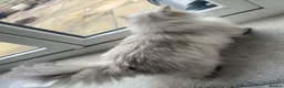 Persian cats for sale: Beautiful female persian cat  - Advert 2