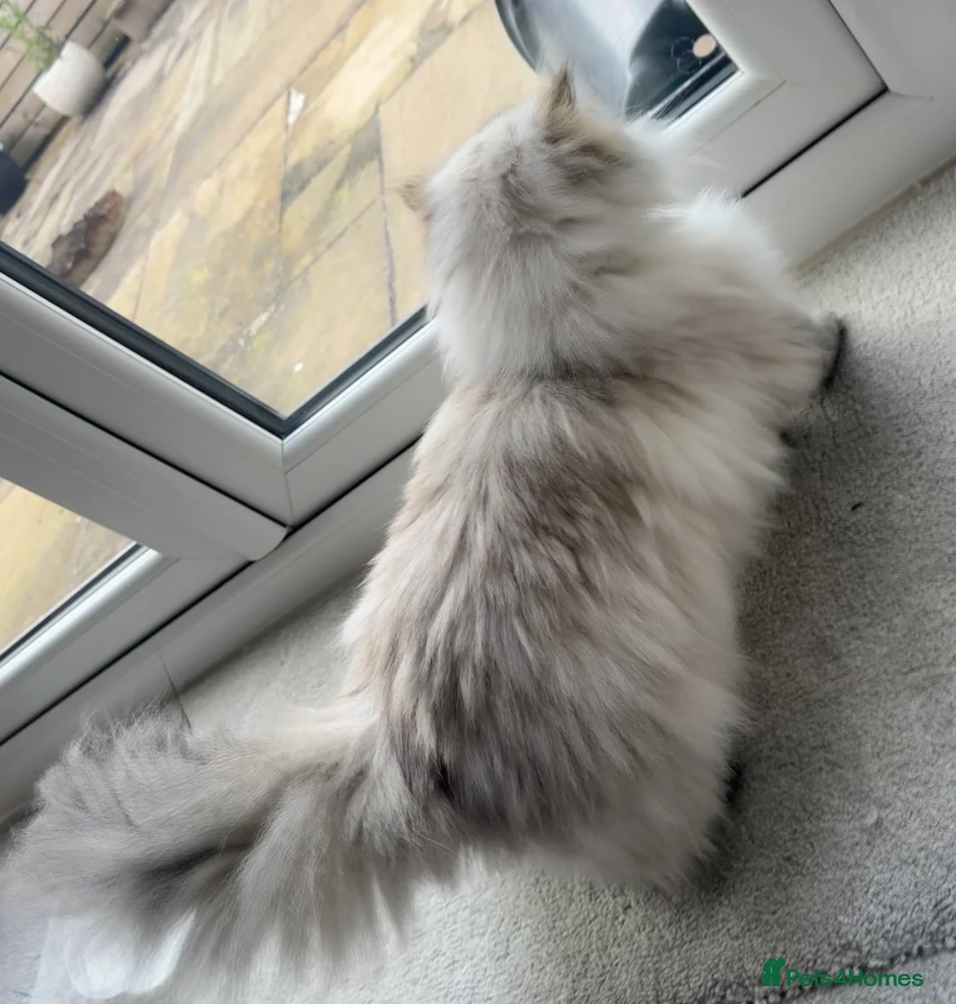 Persian cats for sale: Beautiful female persian cat  - Advert 2