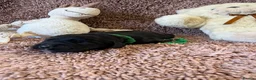 Cocker Spaniel dogs for sale: Excellent pedigree Cocker Pups Farlavale / Rowston - Advert 19