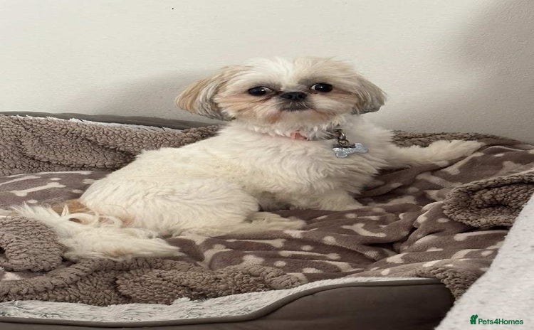 Shih Tzu dogs - Advert 1