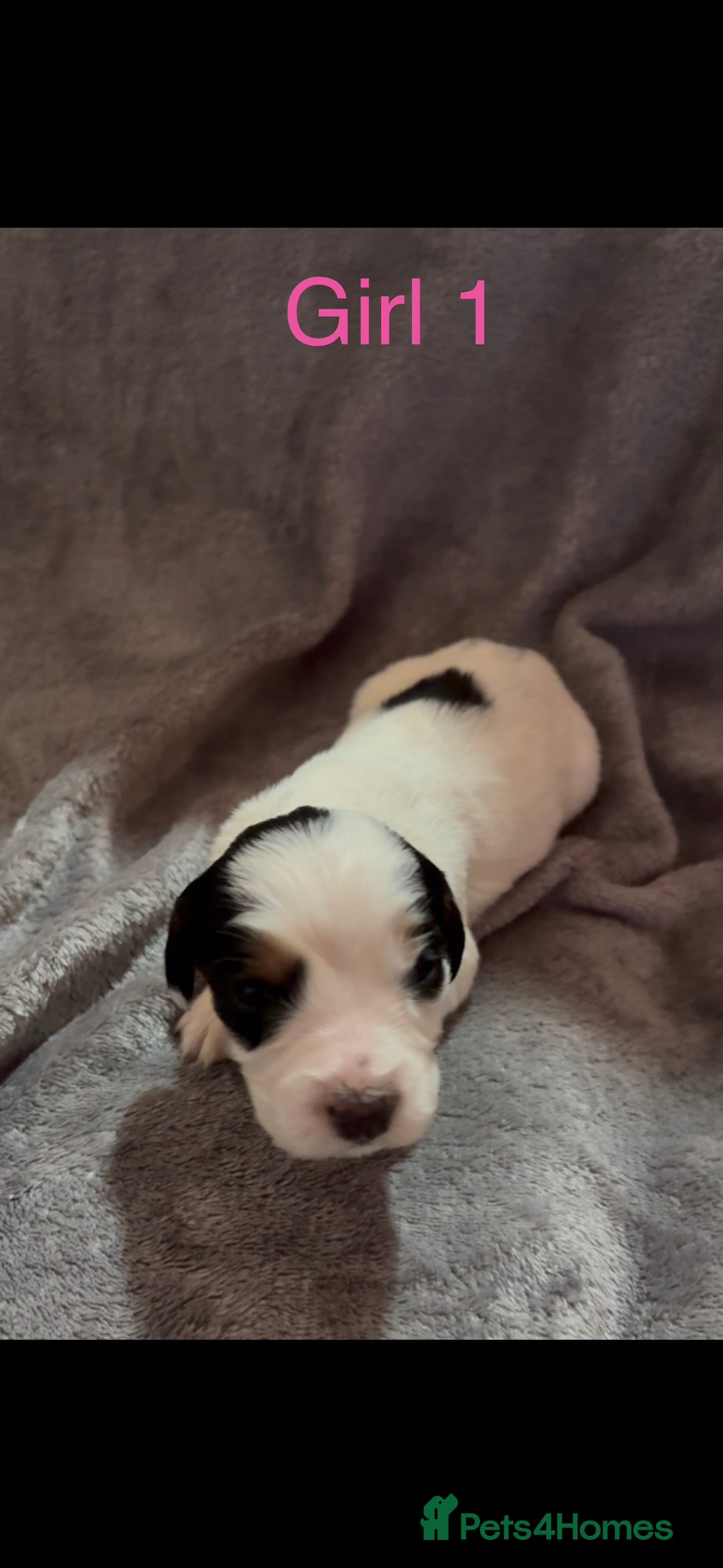 Cockapoo dogs for sale: Cockerpoos F1B - Advert 4