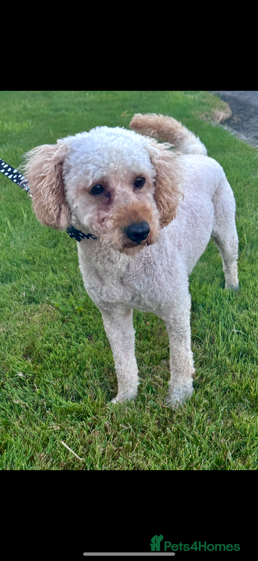 Miniature Poodle dogs for sale: Outstanding litter of mini poodles - Image 3