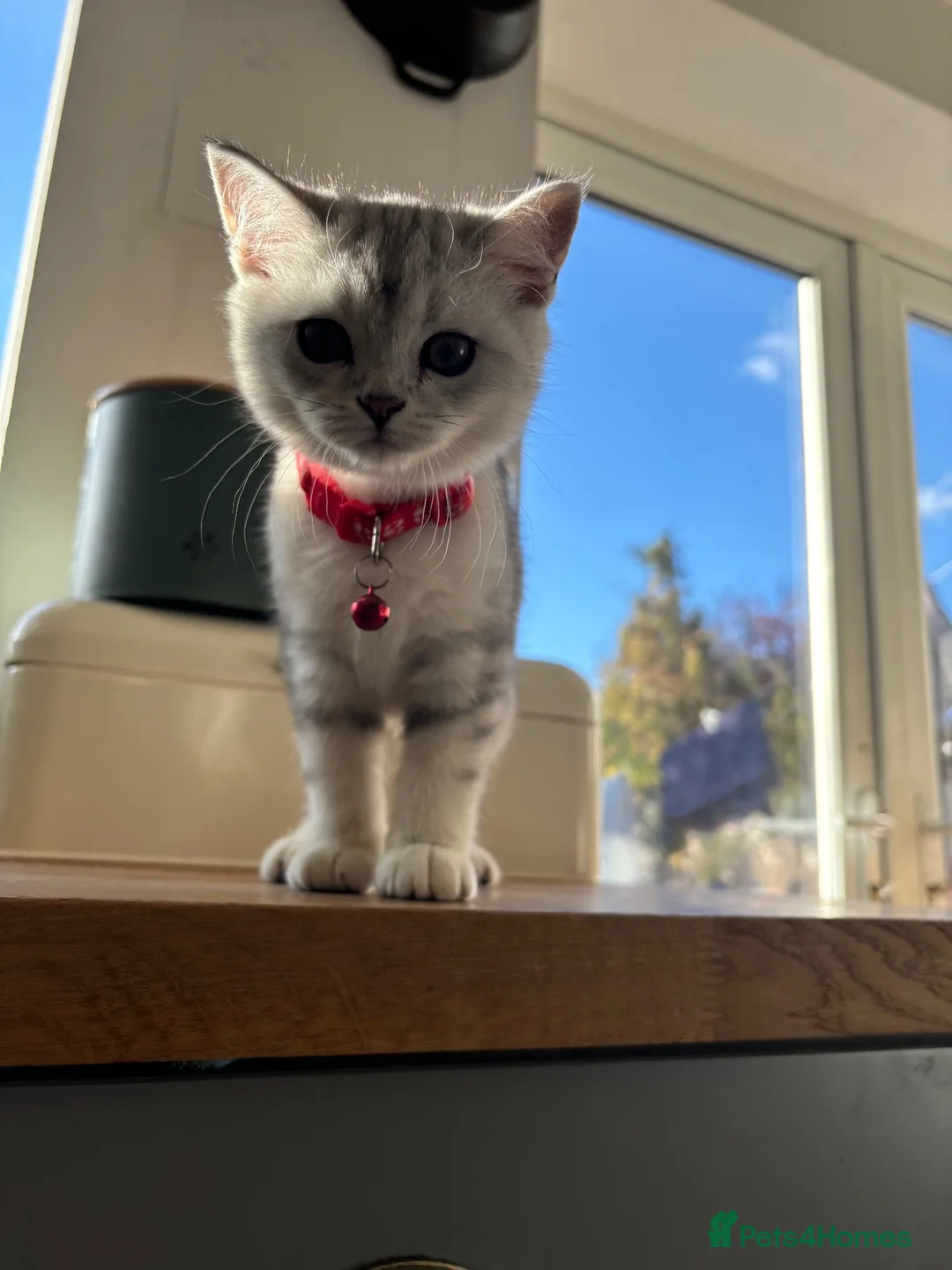 British Shorthair cats for sale: READY NOW! BRITISH SHORTHAIR KITTENS - Advert 1