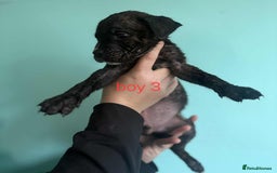 Mixed Breed dogs for sale: Beautiful mastiff cross pups - Image 34