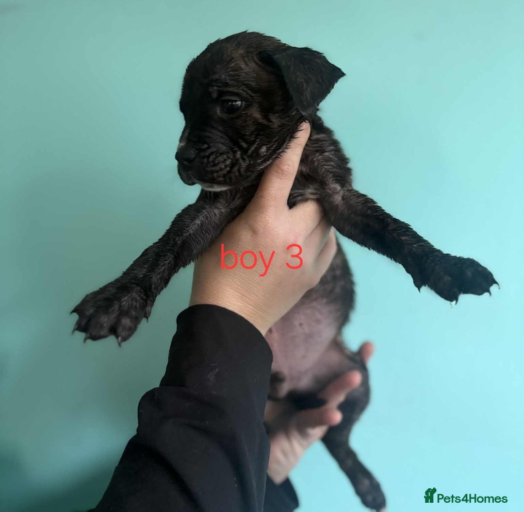 Mixed Breed dogs for sale: Beautiful mastiff cross pups - Image 34