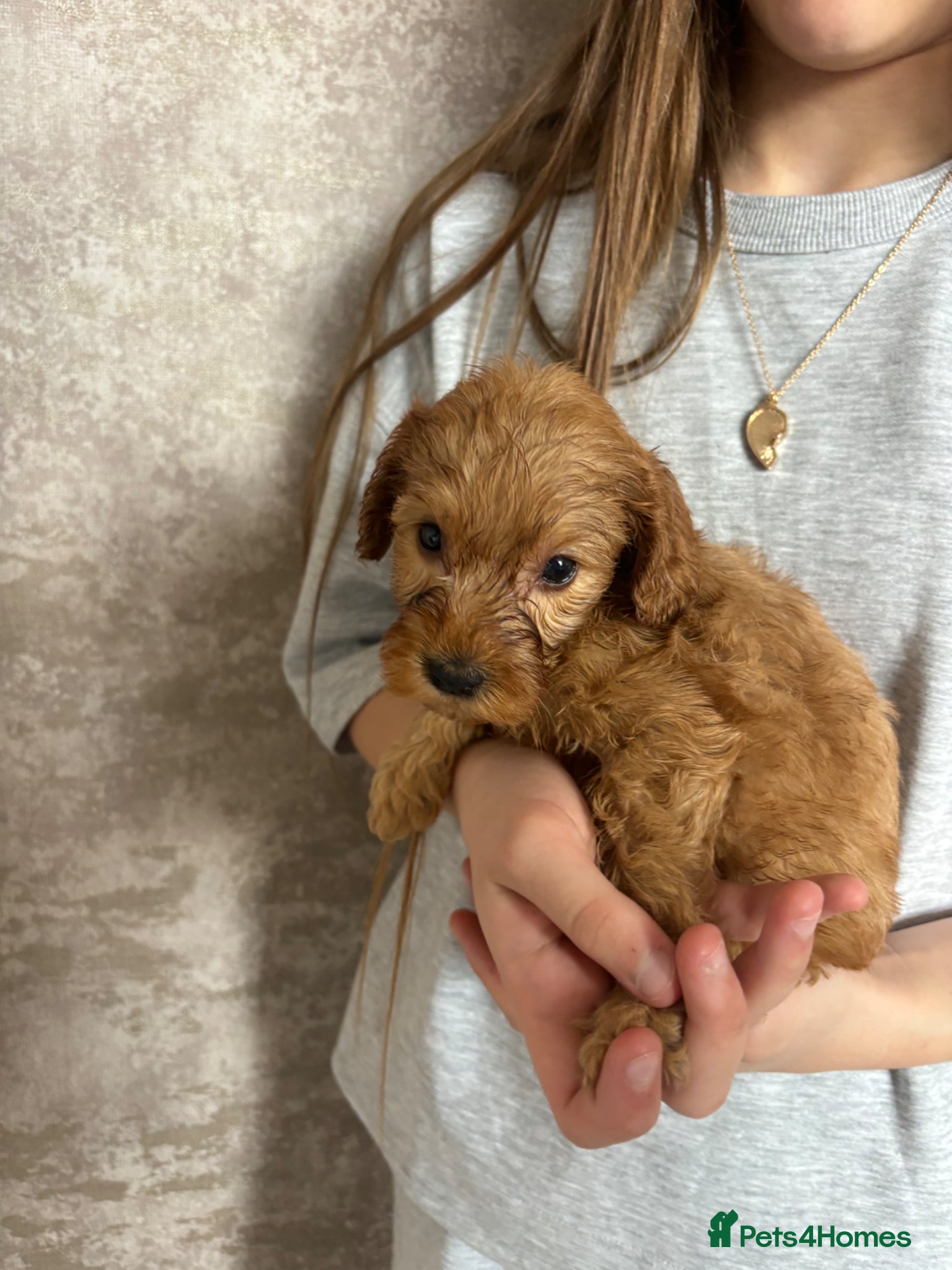 Cockapoo dogs Cockapoo puppies from a family home  - Advert 16