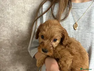Cockapoo dogs Cockapoo puppies from a family home - Advert 16