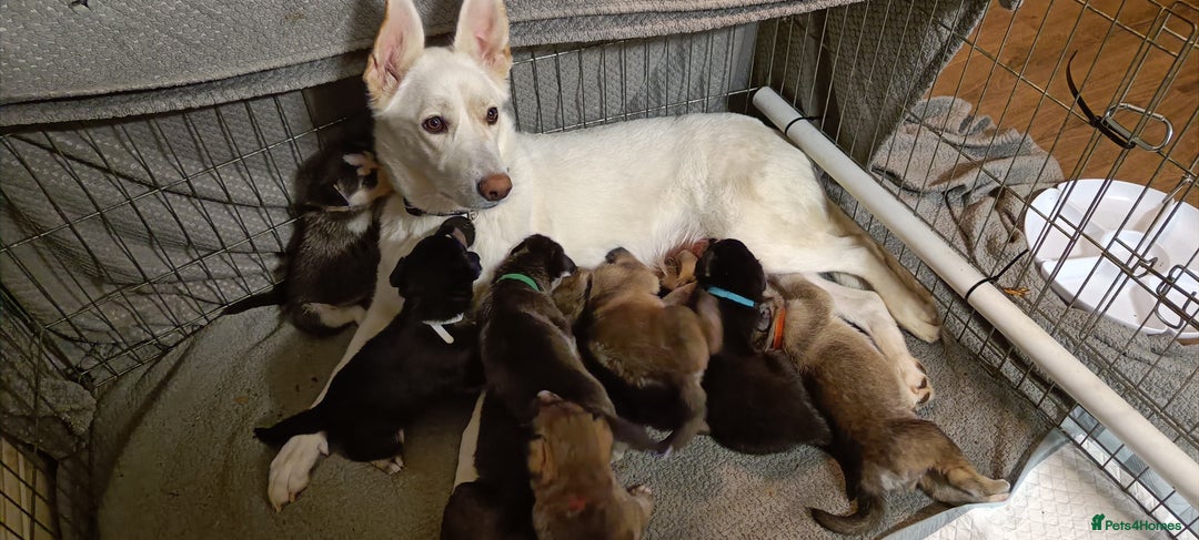 Shepsky dogs for sale: 9x Gorgeous Shepsky Puppies available 31/01 - Advert 2