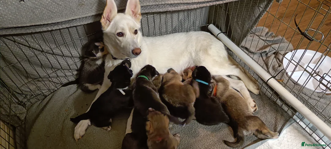 Shepsky dogs for sale: 9x Gorgeous Shepsky Puppies available 31/01 - Advert 2
