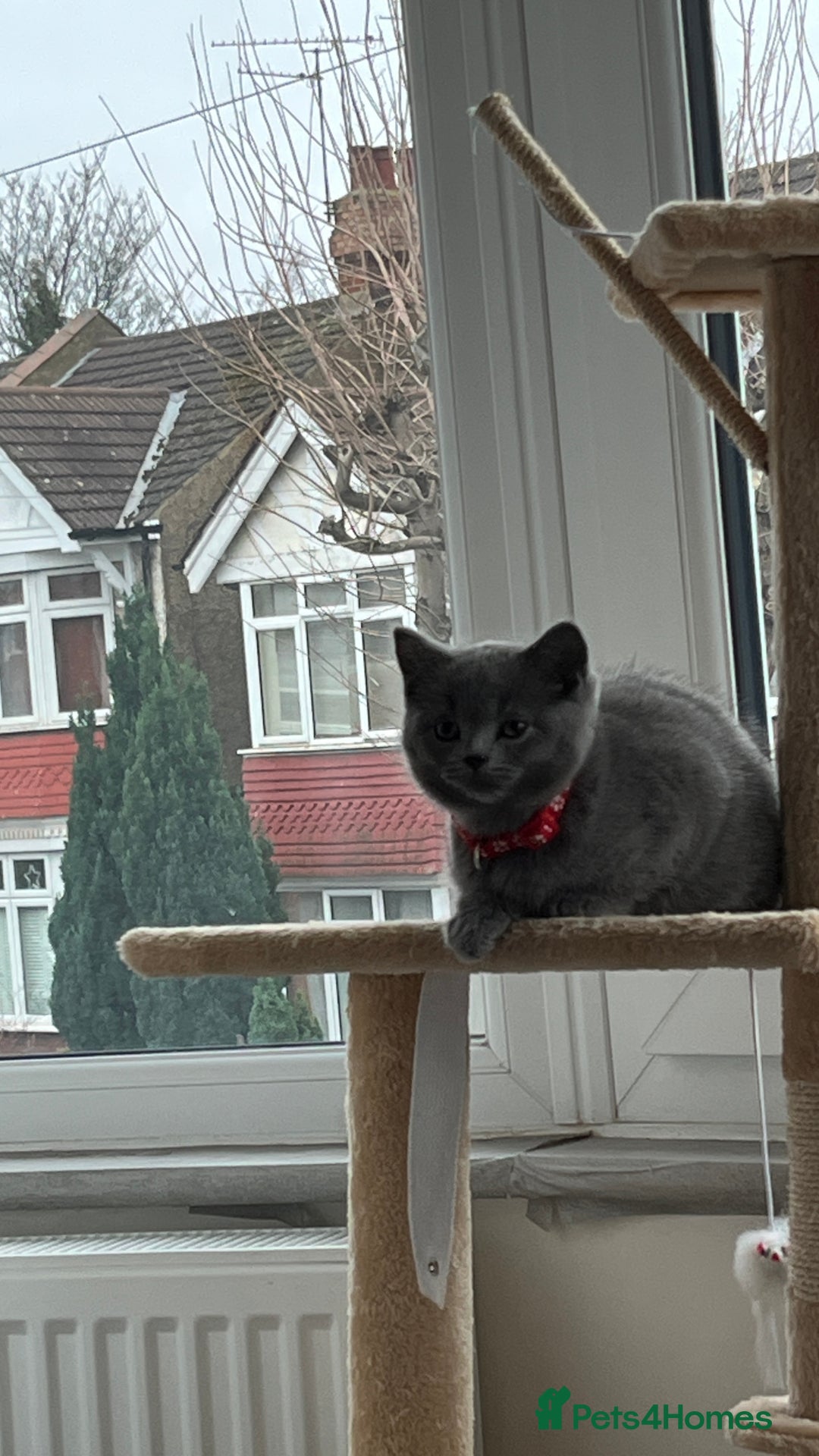 Scottish Fold cats for sale: Beautiful blue female kitten  - Advert 4