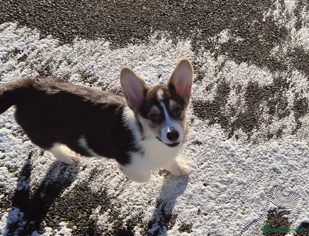 Welsh Corgi Pembroke dogs for sale: Kc reg 2 girls remaining bob & longtail - Advert 8