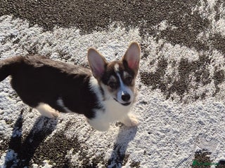 Welsh Corgi Pembroke dogs Kc reg standard bob & longtail - Advert 3