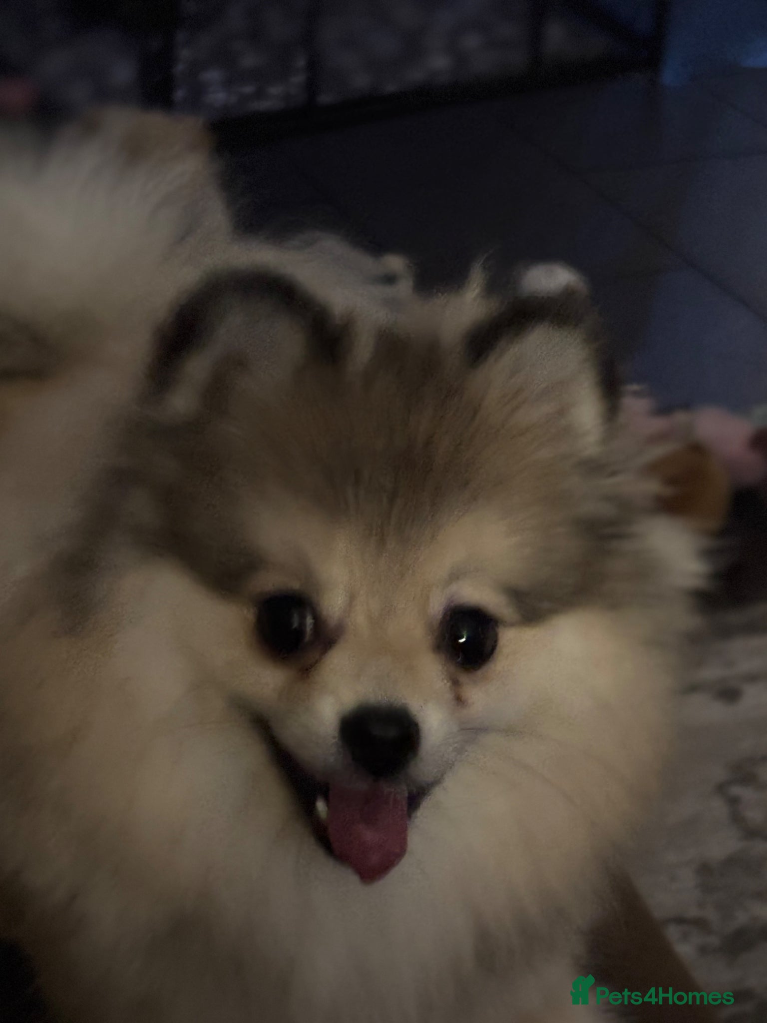 Pomeranian dogs  Small white and grey male Pomeranian  - Advert 1