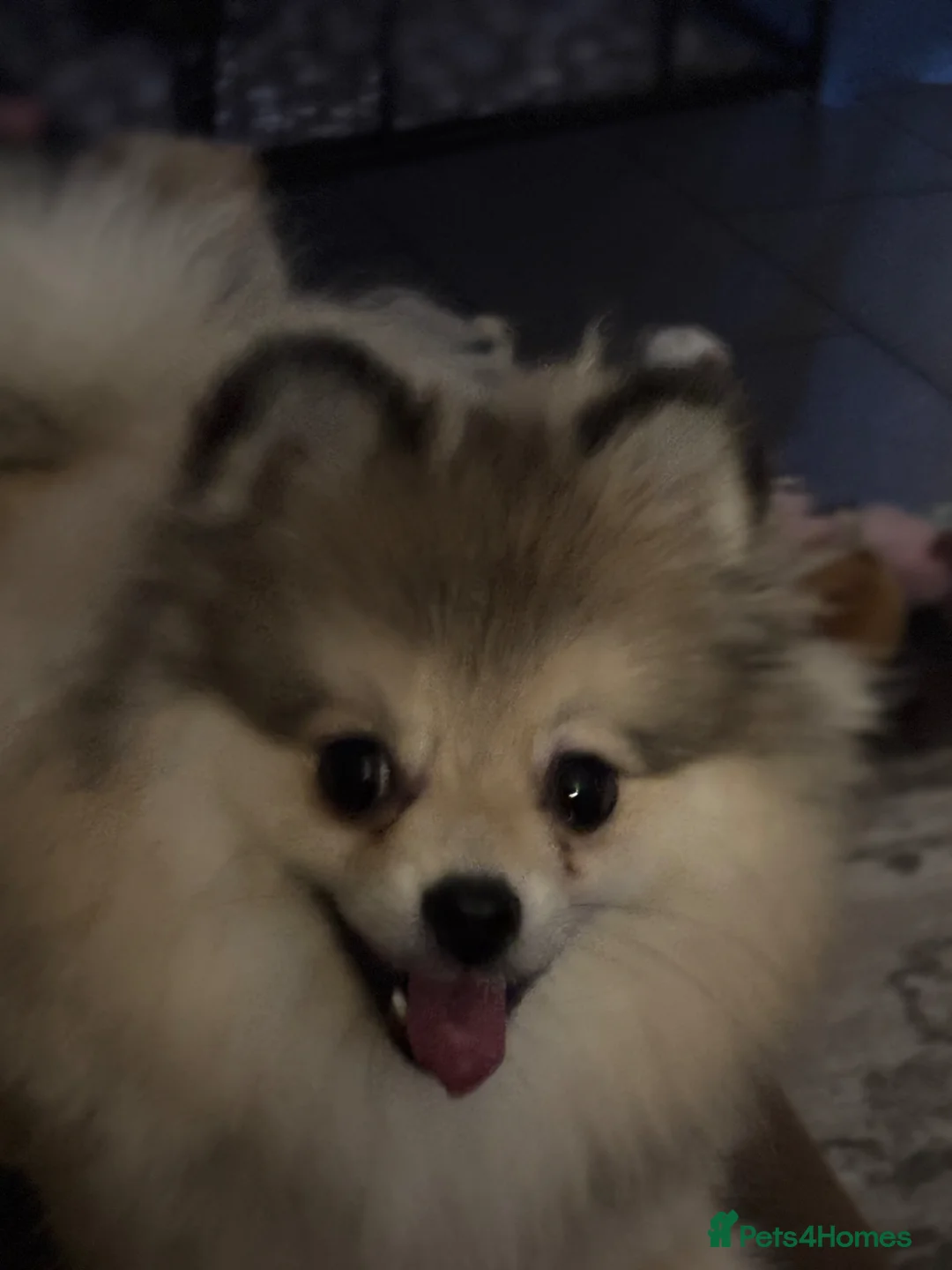 Pomeranian dogs for sale:  Small white and grey male Pomeranian  - Advert 1