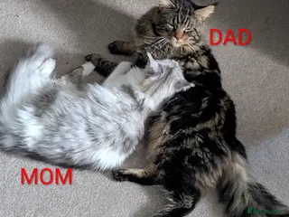 Maine Coon cats Little balls of fur looking for their new home - Advert 1