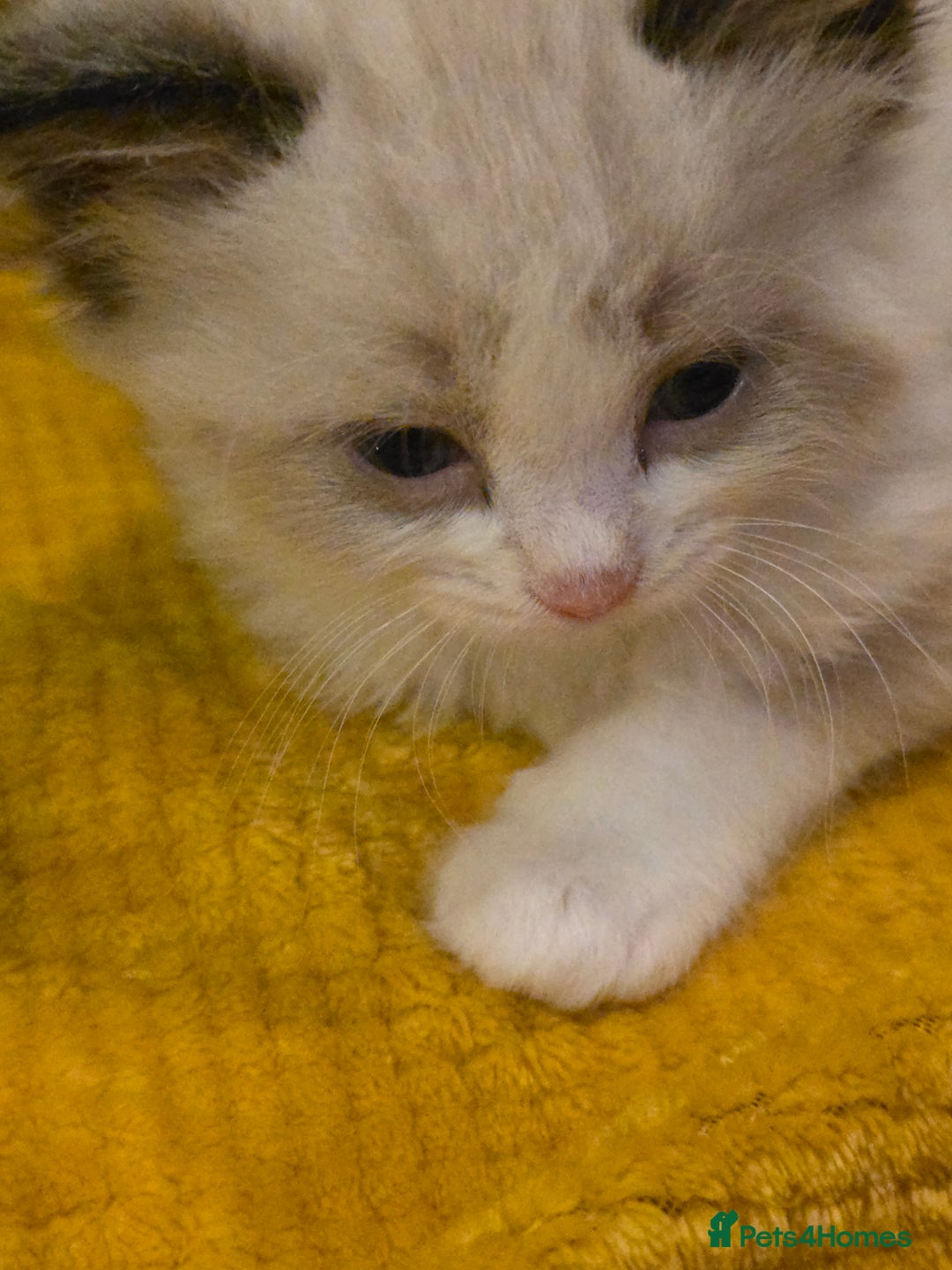 Ragdoll cats for sale: 4 pure ragdolls. 21st of Dec Reservation taken now - Advert 6