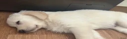 Golden Retriever dogs for sale: Pure Gentle Golden Retriever puppies  - Advert 14