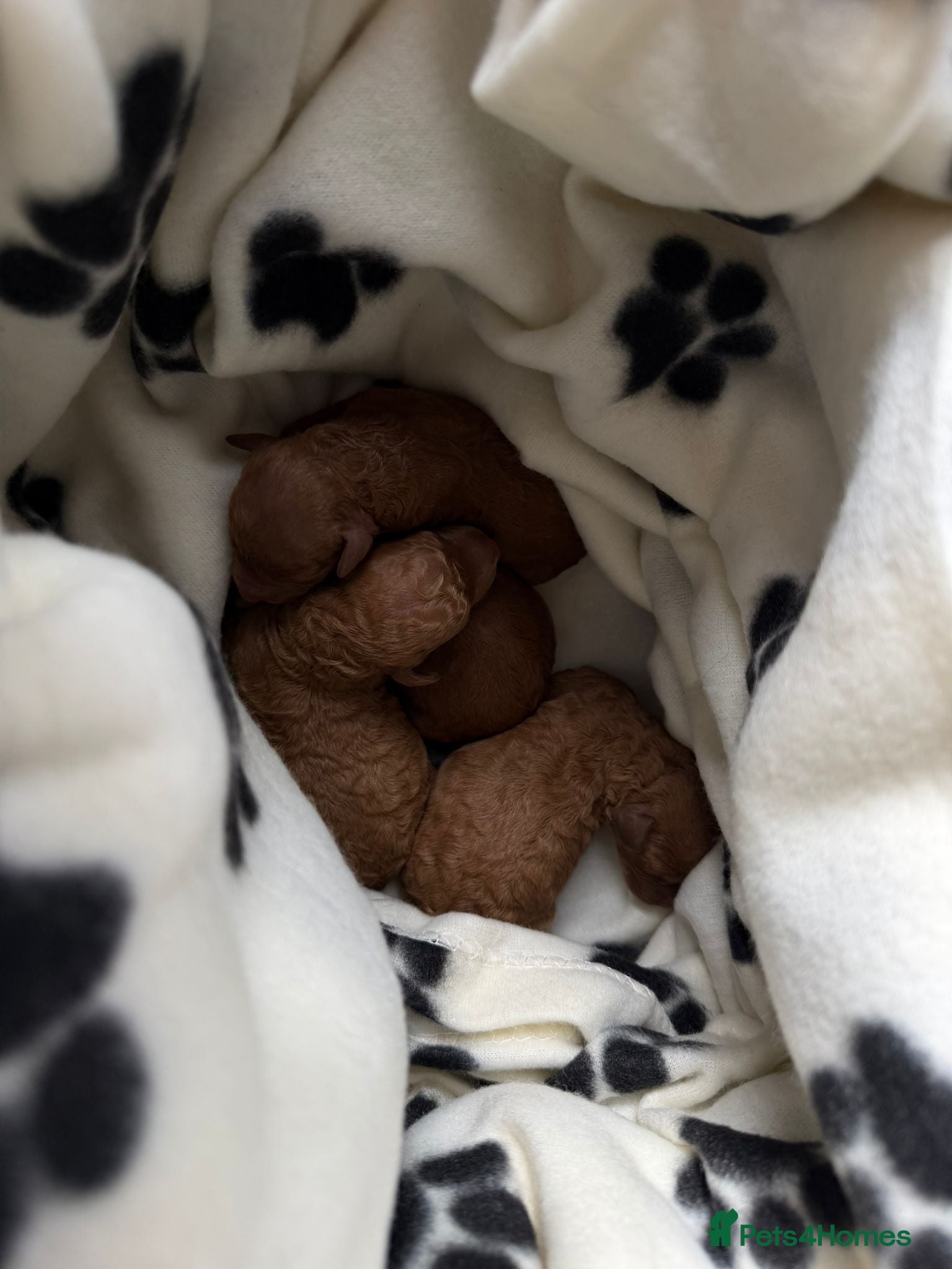 Miniature Poodle dogs for stud: Proven Pedigree Miniature Poodle Stud  - Advert 11