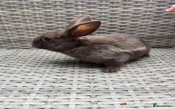 Mixed Breed rabbits for sale: Mini lop cross - Image 5