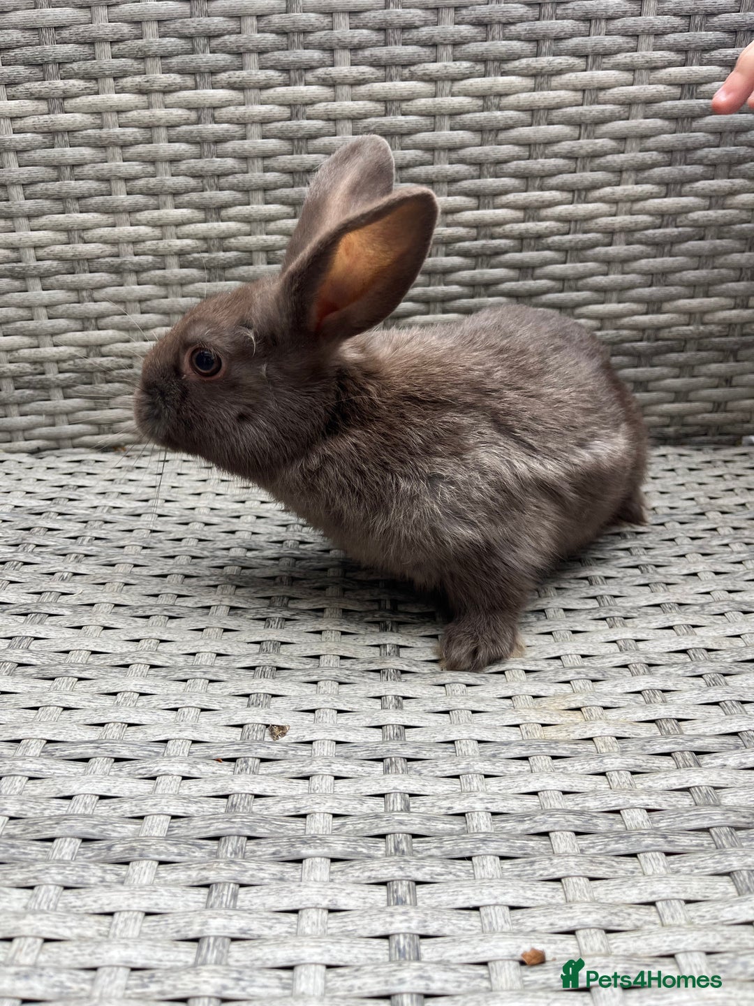 Mixed Breed rabbits for sale: Mini lop cross - Image 5