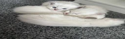 Ragdoll cats for sale: Ragdoll kittens  in Edinburgh - Advert 27