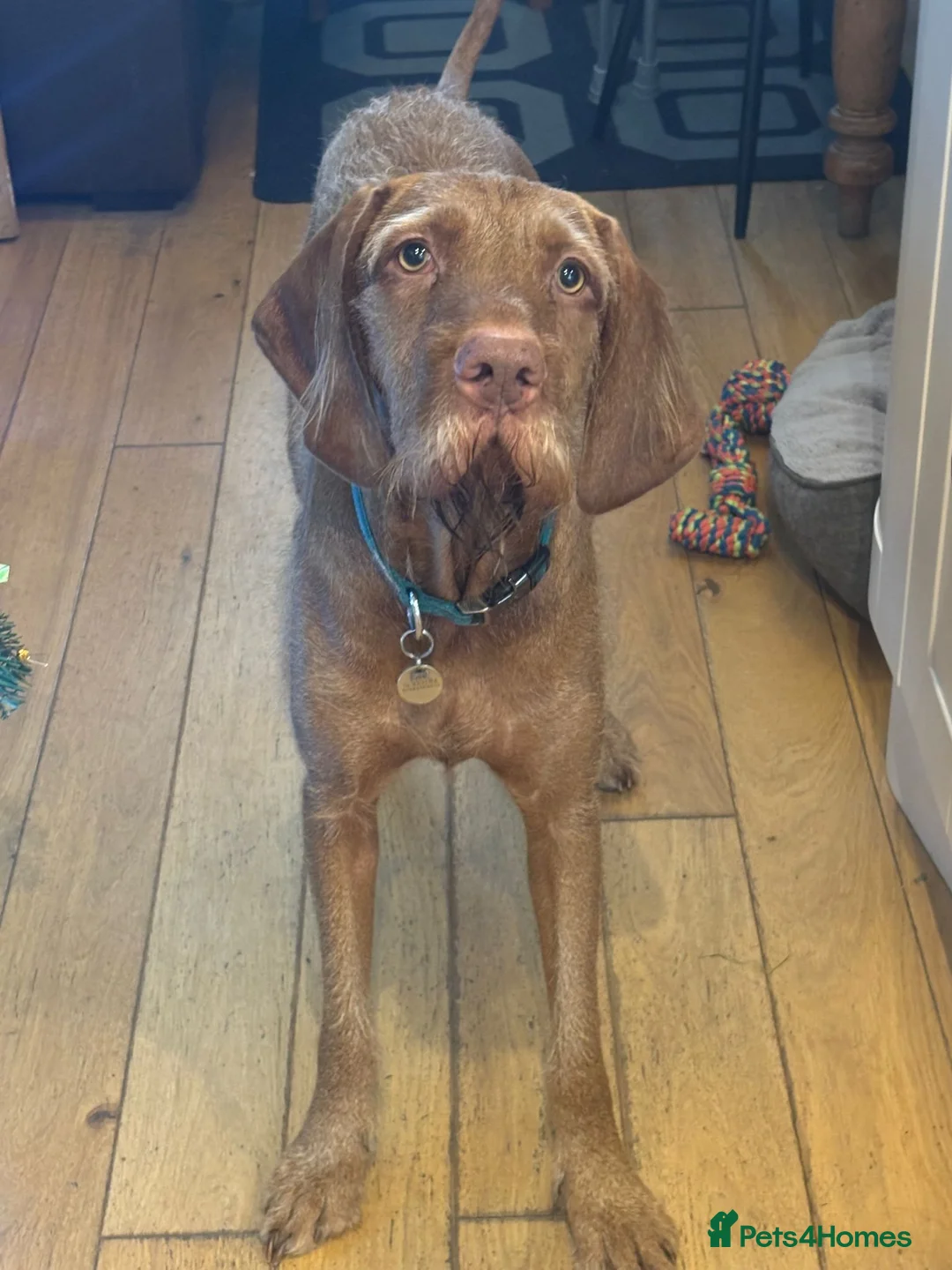 Hungarian Vizsla dogs for sale: Wirehaired vizsla puppies  - Advert 17