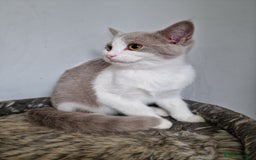 Mixed Breed cats for sale: Ragdoll x british short-hair  - Image 1