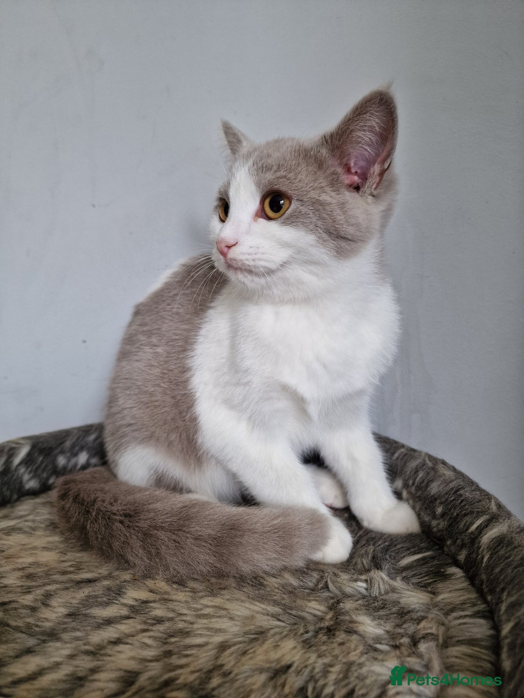 Mixed Breed cats for sale: Ragdoll x british short-hair  - Image 1