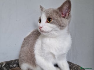 Mixed Breed cats - Advert 15