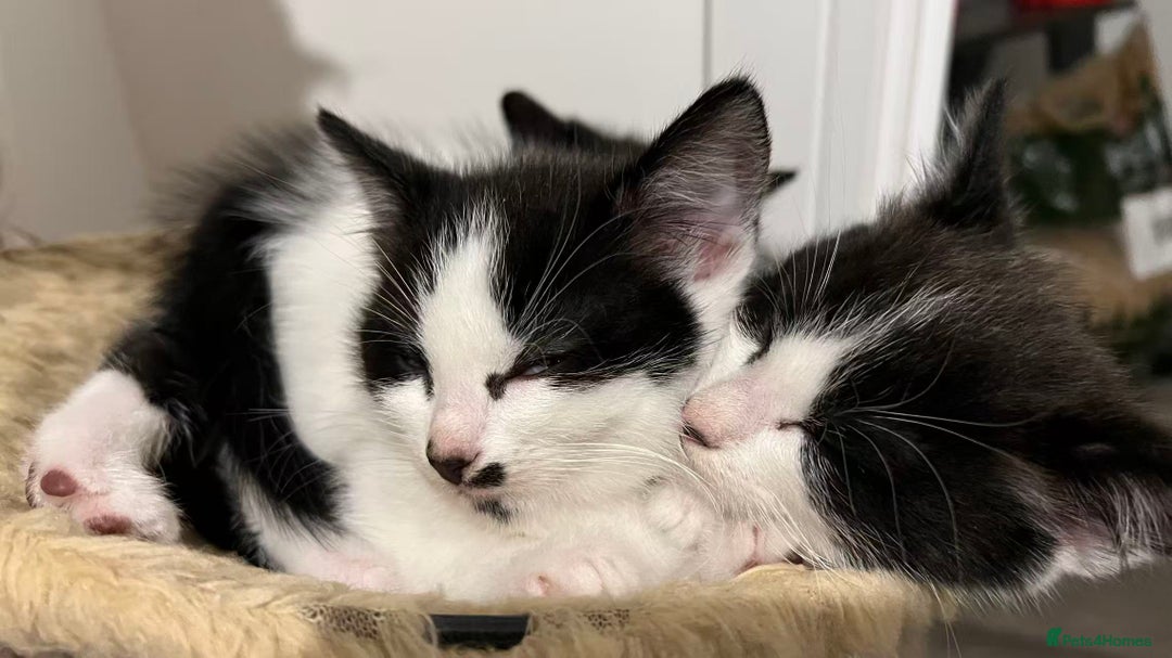 Mixed Breed cats for sale: Cute kittens and mom looking for a good home - Advert 6