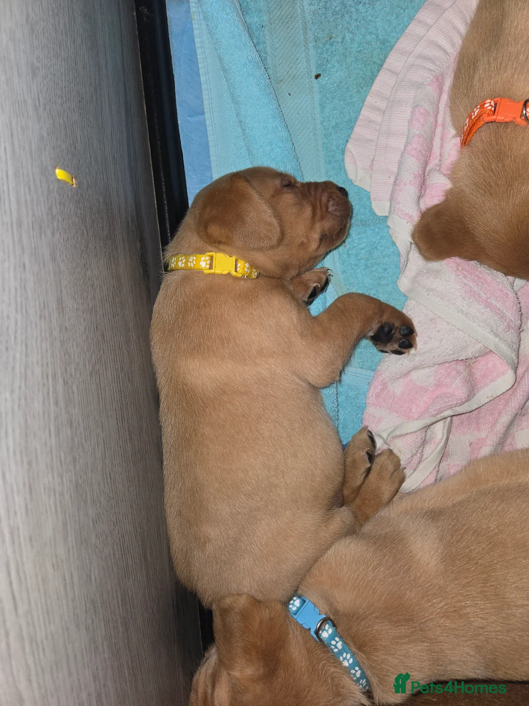 Labrador Retriever dogs for sale: Stunning labrador puppies for sale - Advert 4