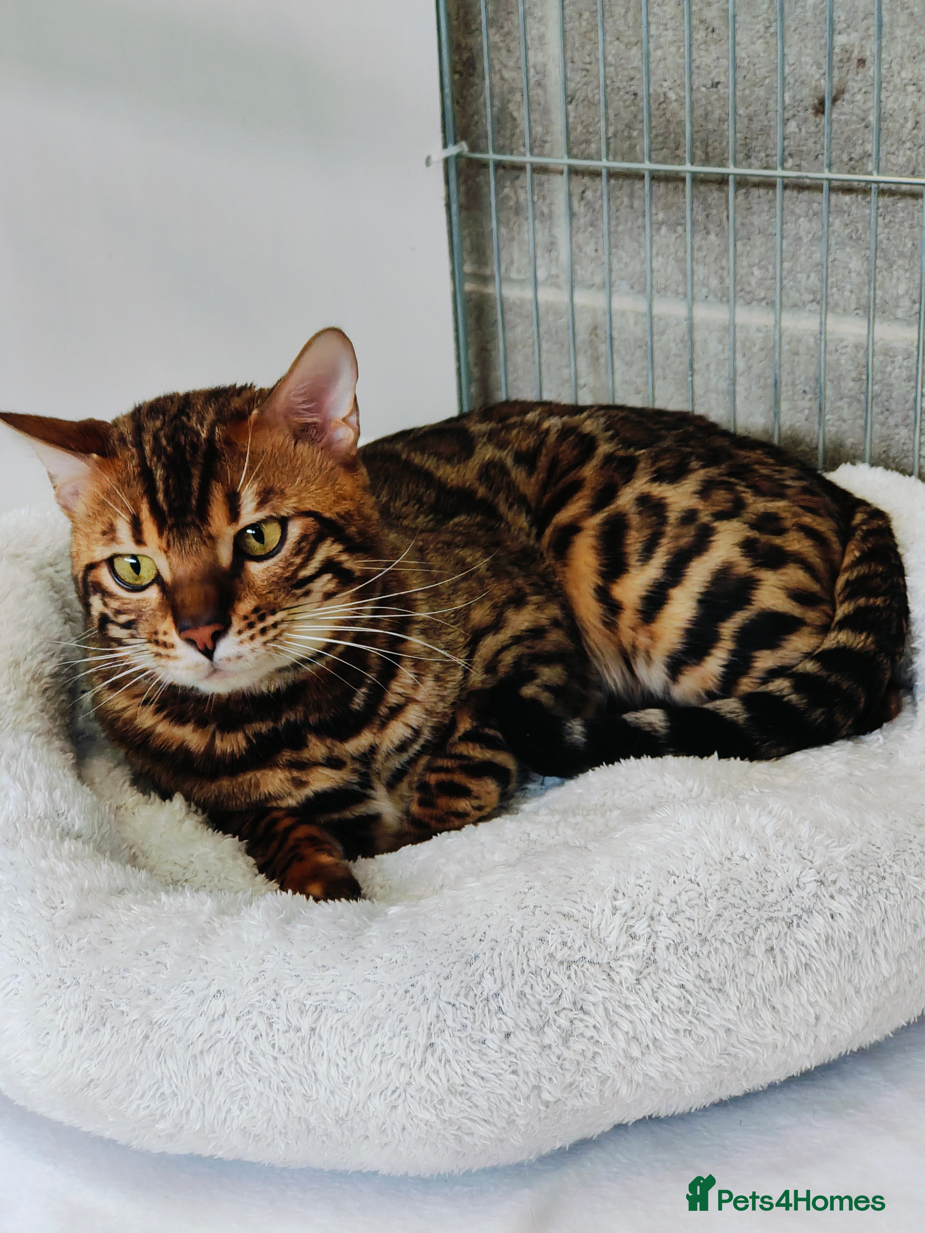 Stamfordia Keep er Lit