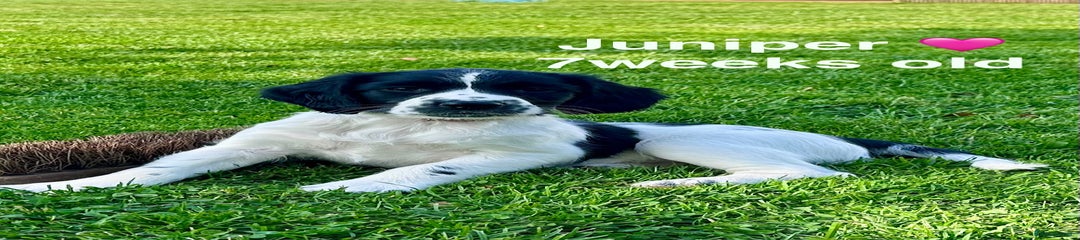 English Springer Spaniel Puppy 2