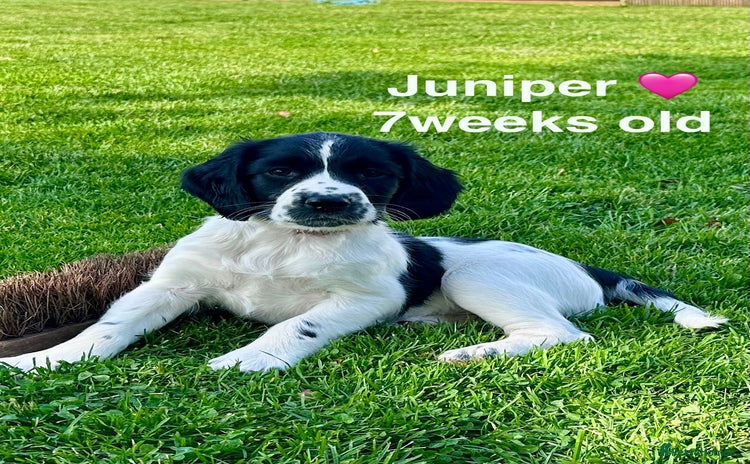 English Springer Spaniel dogs - Advert 2