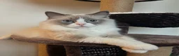 Ragdoll cats for sale: Stunning Mink Ragdoll Kittens  in Cirencester - Advert 1