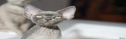 Devon Rex cats for sale: Blue Devon Rex male kitten  - Advert 11