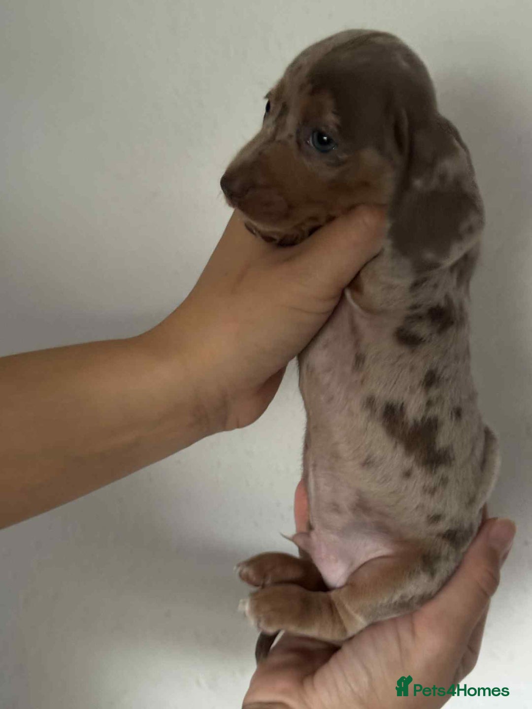 Miniature Dachshund dogs for sale: Absolutely beautiful miniature dachshund  - Image 8