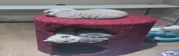 Scottish Fold cats for sale: Beautiful Scottish fold kittens.  in Boston - Advert 11