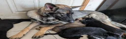 German Shepherd dogs for sale: Stunning Pure breed German shepherd  - Advert 3