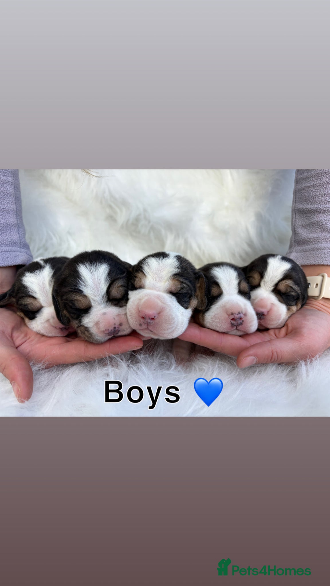 Beagle dogs Gorgeous tricolour beagle puppies for sale!  - Advert 3