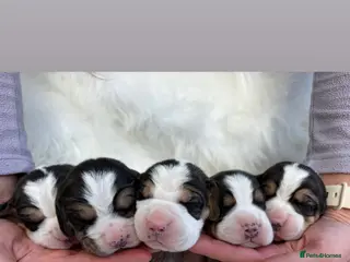 Beagle dogs Gorgeous tricolour beagle puppies for sale! - Advert 2