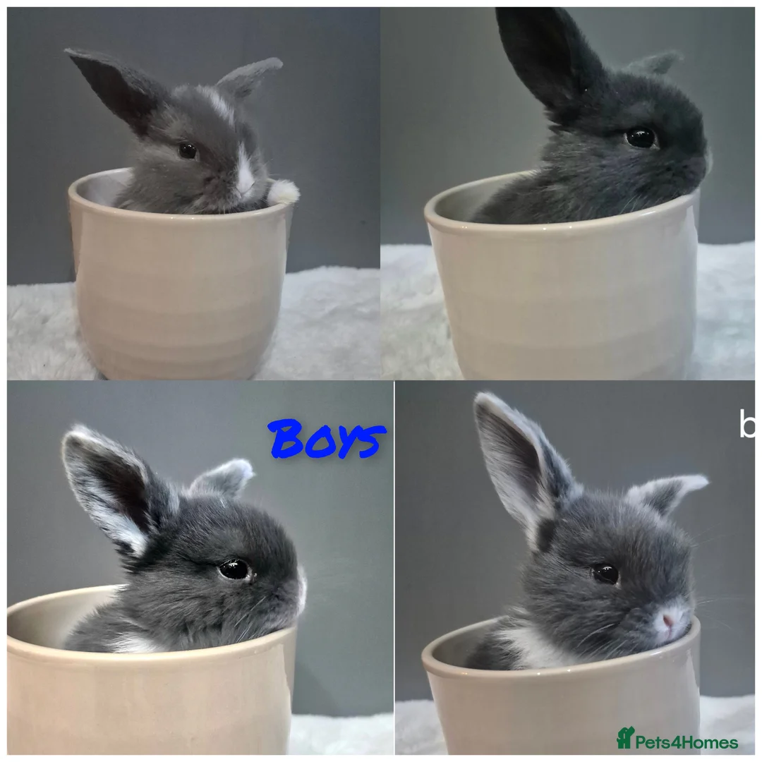 Mini Lop rabbits for sale: 7 mini lop babys for sale in Prudhoe - Advert 2