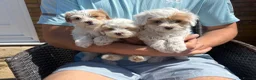 Maltipoo dogs for sale: Maltipoo puppies  - Advert 17